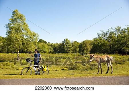 Stock Image - Cyclist And Wild Pony In New Forest National Park, Hampshire, Uk. Fotosearch