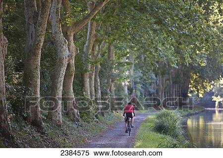 Cyclist cycling on banks of popular Canal du Midi; France View Large Photo Image Stock Photography - Cyclist cycling on banks of popular Canal du Midi; France. Fotosearch