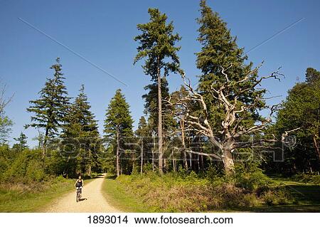 Picture - Cyclist Following A Cycle Route Around Brockenhurst, New Forest National Park. Fotosearch