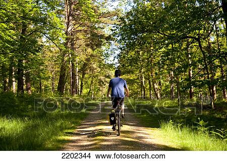 Cyclist Following A Cycle Route Around Brockenhurst, New Forest National Park, Hampshire, Uk View Large Photo Image Picture - Cyclist Following A Cycle Route Around Brockenhurst, New Forest National Park, Hampshire, Uk. Fotosearch