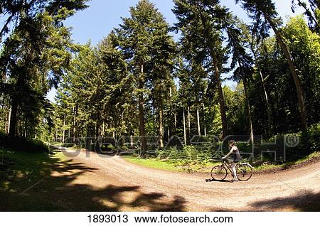 Stock Image - Cyclist Following A Cycle Route Around Brockenhurst, New Forest National Park. Fotosearch