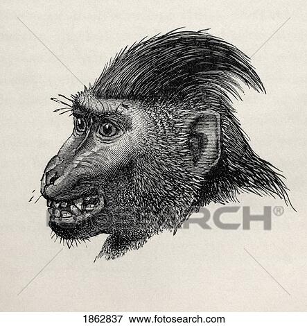 Cynopithecus Niger In A Placid Condition. Illustration Drawn From Life By Mr. Wolf From The Book The Expression Of The Emotions In Man And Animals By Charles Darwin, Published 1904. View Large Photo Image Stock Photo - Cynopithecus Niger In A Placid Condition. Illustration Drawn From Life By Mr. Wolf From The Book The Expression Of The Emotions In Man And Animals By Charles Darwin, Published 1904.. Fotosearch