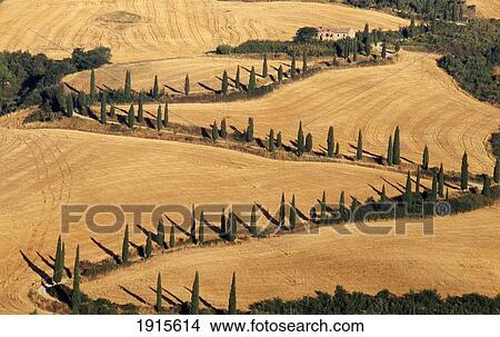 Cypress Tree Lined Road View Large Photo Image Picture - Cypress Tree Lined Road. Fotosearch