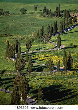 Stock Photograph - Cypress Trees Along Winding Road, Elevated View. Fotosearch