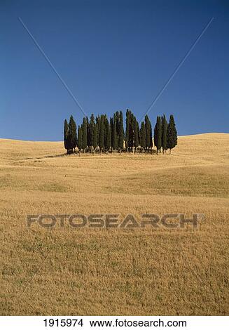 Cypress Trees In Field View Large Photo Image Picture - Cypress Trees In Field. Fotosearch