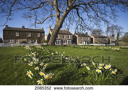 Daffodils Growing In A Park Area Across From Houses; East Witton Yorkshire England View Large Photo Image Stock Image - Daffodils Growing In A Park Area Across From Houses; East Witton Yorkshire England. Fotosearch