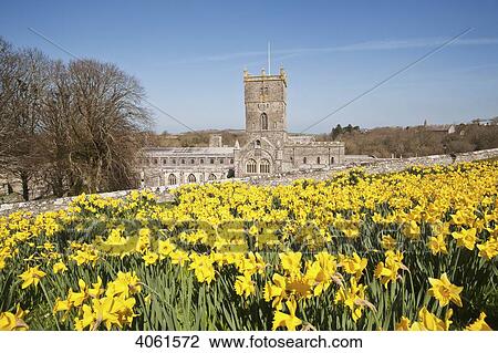 Daffodils in bloom in grounds of St David's Cathedral; Pembrokeshire, Wales View Large Photo Image Stock Image - Daffodils in bloom in grounds of St David's Cathedral; Pembrokeshire, Wales. Fotosearch