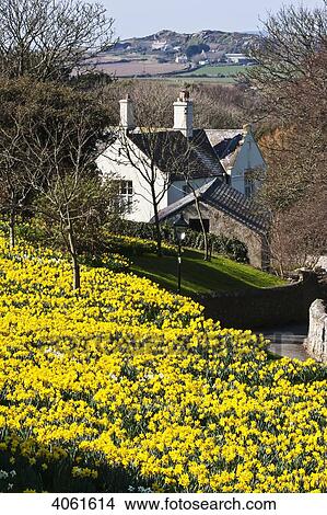 Picture - Daffodils in bloom on grounds of St. David's Cathedral; St. David, Pembrokeshire, Wales. Fotosearch