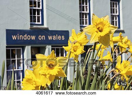 Daffodils in bloom with tourist gift shop Window on Wales; St. David, Pembrokeshire, Wales View Large Photo Image Stock Photo - Daffodils in bloom with tourist gift shop Window on Wales; St. David, Pembrokeshire, Wales. Fotosearch