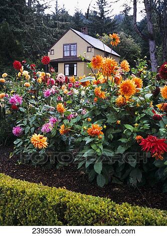 Dahlias bloom at Shore Acres Botanical Gardens; Charleston, Oregon, United States of America View Large Photo Image Stock Photograph - Dahlias bloom at Shore Acres Botanical Gardens; Charleston, Oregon, United States of America. Fotosearch