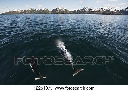 Stock Photography - Dahls porpoises race in front of boat in Prince William Sound; Alaska, United States of America. Fotosearch