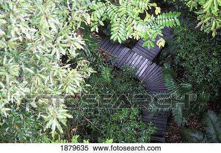Stock Photography - Daintree National Park With Trees And Walkway, Aerial View. Fotosearch
