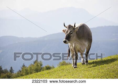 Stock Image - Dairy cow on meadow with mountains in background; Bolzano, Dolomites, Alto Adige, Italy. Fotosearch