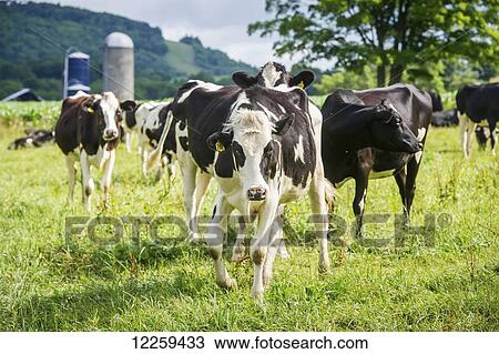 Stock Image - Dairy cows in Garrett County; Maryland, United States of America. Fotosearch