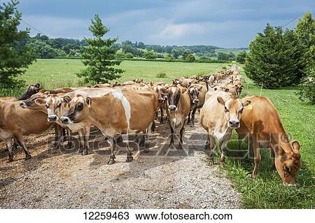 Dairy cows walking down a gravel road, near Long Green; Maryland, United States of America View Large Photo Image Stock Image - Dairy cows walking down a gravel road, near Long Green; Maryland, United States of America. Fotosearch