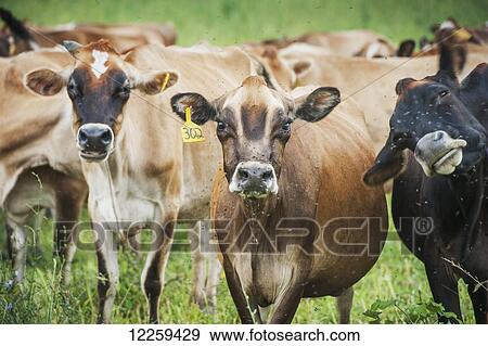 Stock Photo - Dairy cows with flies buzzing around their heads; Long Green, Maryland, United States of America. Fotosearch