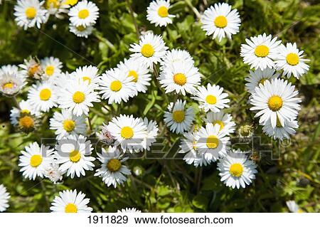 Daisies In Field, Close-Up, Weybourne, Norfolk, Uk View Large Photo Image Stock Photo - Daisies In Field, Close-Up, Weybourne, Norfolk, Uk. Fotosearch