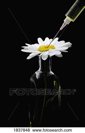 Stock Photo - Daisy And Syringe. Fotosearch
