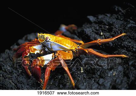 Daisy Lightfoot Crab View Large Photo Image Stock Photo - Daisy Lightfoot Crab. Fotosearch