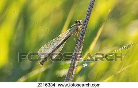 Damselfly Covered In Dew At Sunrise In Grasslands National Park; Saskatchewan Canada View Large Photo Image Picture - Damselfly Covered In Dew At Sunrise In Grasslands National Park; Saskatchewan Canada. Fotosearch