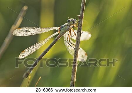 Stock Photograph - Damselfly Covered In Dew At Sunrise In Grasslands National Park; Saskatchewan Canada. Fotosearch