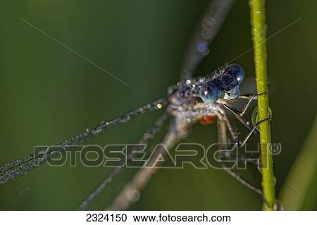 Damselfly covered in dew during the early morning hours in Grasslands National Park; Saskatchewan, Canada View Large Photo Image Stock Image - Damselfly covered in dew during the early morning hours in Grasslands National Park; Saskatchewan, Canada. Fotosearch