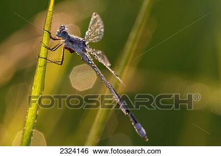 Damselfly covered in dew during the early morning hours in Grasslands National Park; Saskatchewan, Canada View Large Photo Image Stock Photograph - Damselfly covered in dew during the early morning hours in Grasslands National Park; Saskatchewan, Canada. Fotosearch
