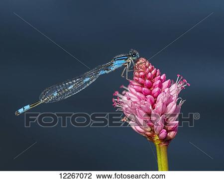 Damselfly on a pink flower; Ontario, Canada View Large Photo Image Stock Image - Damselfly on a pink flower; Ontario, Canada. Fotosearch