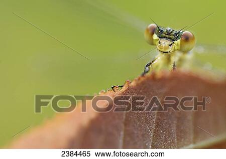 Stock Photography - Damselfly perched on a leaf; Les Cedres, Quebec, Canada. Fotosearch
