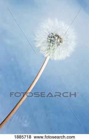 Dandelion Clock And Blue Sky, Close Up View Large Photo Image Stock Photo - Dandelion Clock And Blue Sky, Close Up. Fotosearch