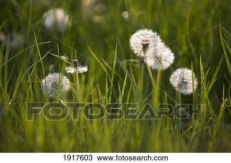 Dandelion Clocks In Meadow View Large Photo Image Stock Image - Dandelion Clocks In Meadow. Fotosearch