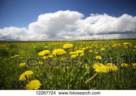 Picture - Dandelions in a field against a blue sky and cloud; Manitoba, Canada. Fotosearch