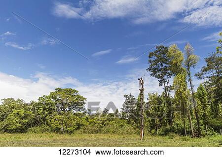 Picture - Dani man standing on guard on a watchtower, Obia Village, Baliem Valley, Central Highlands of Western New Guinea, Papua, Indonesia. Fotosearch