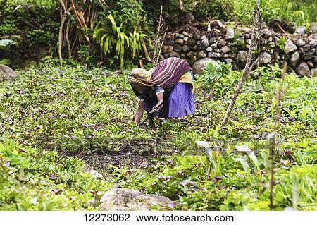 Stock Image - Dani woman tending to her field, Baliem Valley, Central Highlands of Western New Guinea, Papua, Indonesia. Fotosearch