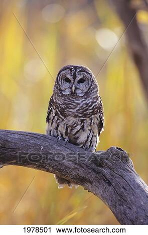 Stock Image - Dark Eyed Barred Owl (Strix Varia) perching on cottonwood tree; North America. Fotosearch