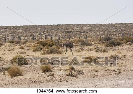 Darwin's Rhea (Rhea pennata) or Lesser Rhea, Peninsula Valdes, Chubut, Argentina View Large Photo Image Picture - Darwin's Rhea (Rhea pennata) or Lesser Rhea, Peninsula Valdes, Chubut, Argentina. Fotosearch