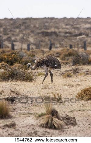 Stock Image - Darwin's Rhea (Rhea pennata) or Lesser Rhea, Peninsula Valdes, Chubut, Argentina. Fotosearch