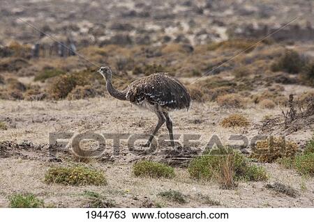 Stock Image - Darwin's Rhea (Rhea pennata) or Lesser Rhea, Peninsula Valdes, Chubut, Argentina. Fotosearch