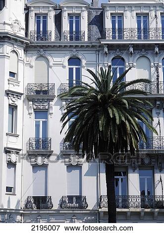 Stock Photo - Date Palm In Front Of Hotel On The Promenade Des Anglais, Nice, Cote D'azur, France.. Fotosearch