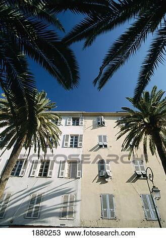 Date Palms Beneath Houses In Ajaccio View Large Photo Image Stock Image - Date Palms Beneath Houses In Ajaccio. Fotosearch