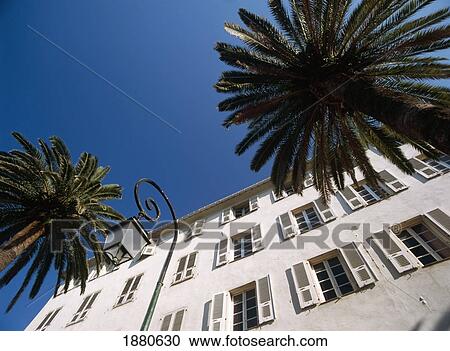 Date Palms Beneath Houses In Ajaccio View Large Photo Image Stock Image - Date Palms Beneath Houses In Ajaccio. Fotosearch