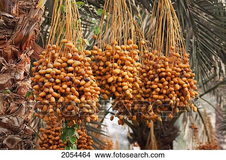 Dates On A Palm Tree, Memphis, Al Jizah, Egypt View Large Photo Image Picture - Dates On A Palm Tree, Memphis, Al Jizah, Egypt. Fotosearch