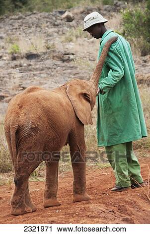 Stock Image - David Sheldrick Elephant Orphanage; Nairobi, Kenya. Fotosearch
