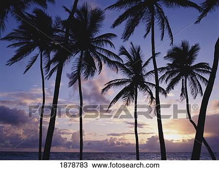 Dawn Over Bottom Bay Beach View Large Photo Image Stock Image - Dawn Over Bottom Bay Beach. Fotosearch