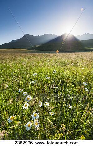Dawn over meadow with flowers with the sun coming up behind the hills of the Black Cuillin; Isle of Skye, Scotland View Large Photo Image Stock Photograph - Dawn over meadow with flowers with the sun coming up behind the hills of the Black Cuillin; Isle of Skye, Scotland. Fotosearch