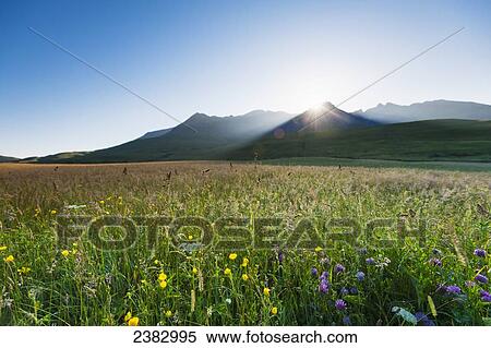 Stock Photography - Dawn over meadow with flowers with the sun coming up behind the hills of the Black Cuillin; Isle of Skye, Scotland. Fotosearch