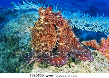 Day Octopus (Octopus Cyanea) on coral; Fiji View Large Photo Image Stock Photo - Day Octopus (Octopus Cyanea) on coral; Fiji. Fotosearch