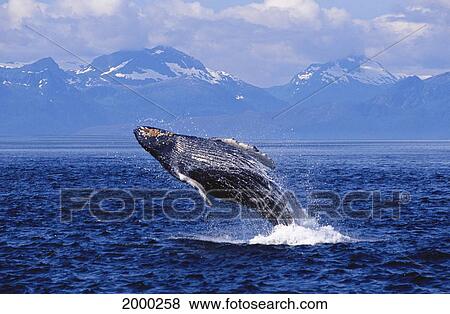 Stock Photo - [Dc] Alaska, Baranof Island, Humpback Whale (Megaptera Novaeangliae) Breaching Inside Passage Frederick Sound D1955. Fotosearch