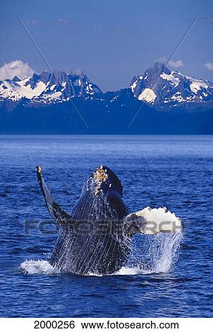 Stock Photograph - [Dc] Alaska, Baranof Island Humpback Whale (Megaptera Novaeangliae) Breaching Inside Passage Chatham Strait D1939. Fotosearch