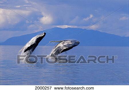 Stock Photo - [Dc] Alaska, Frederick Sound, Humpback Whales Double Breach Inside Passage Land Background Clouds Megaptera Novaeangliae D1960. Fotosearch